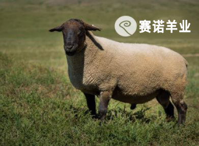 薩?？?>
                                            </a>
                                            <a href=