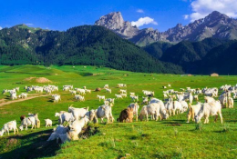科普常識(shí)丨養(yǎng)羊就怕三個(gè)“換”，養(yǎng)殖戶切記別犯錯(cuò)！